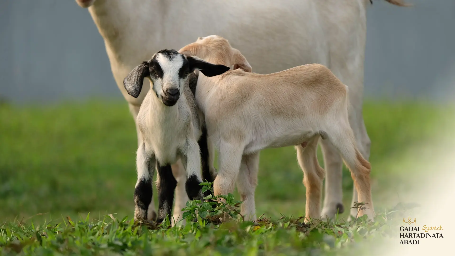 Daftar Harga Kambing Kurban Untuk Idul Adha M H